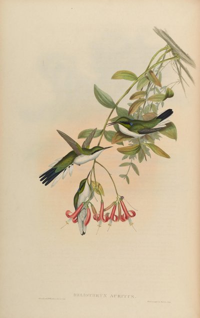 Heliothryx auritus von John Gould